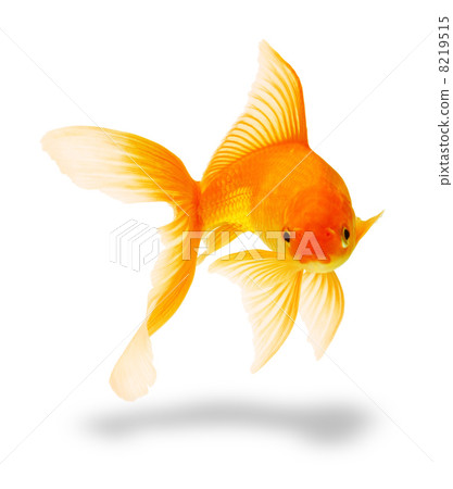 gold fish gold fish 8219515