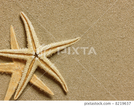 Sea shell on sand Sea shell on sand 8219637
