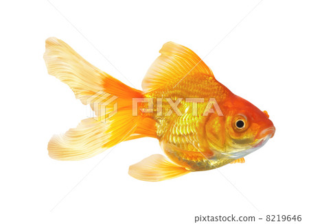 Gold Fish isolated Gold Fish isolated 8219646