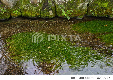 梅花藻 梅花藻 8219776