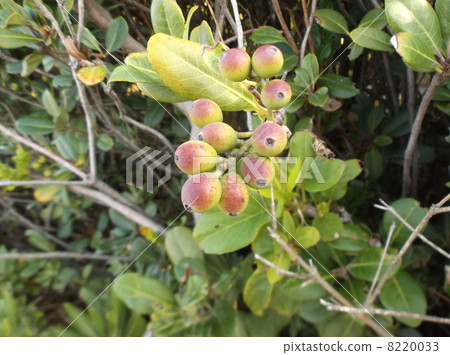Unripe fruit is a red Charing-Big tree Unripe fruit is a red Charing-Big tree 8220033