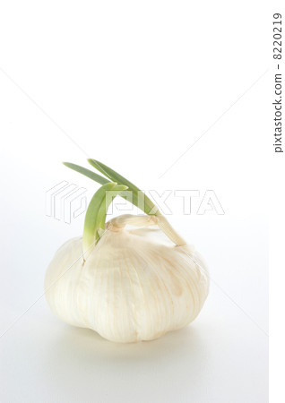 organic garlic to use as spice in every kitchen organic garlic to use as spice in every kitchen 8220219