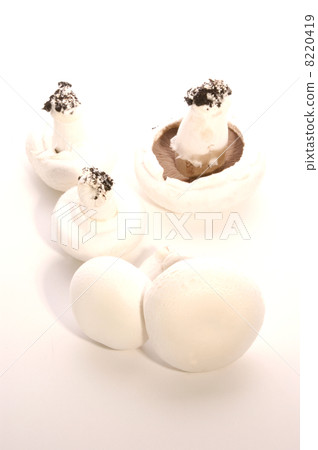 fresh raw mushroom on a white background 8220419