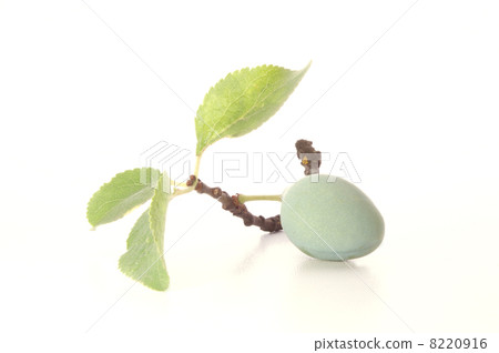 one green plum to make sweet wine one green plum to make sweet wine 8220916