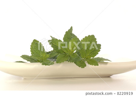 lemon balm perfect as spice in every kitchen lemon balm perfect as spice in every kitchen 8220919
