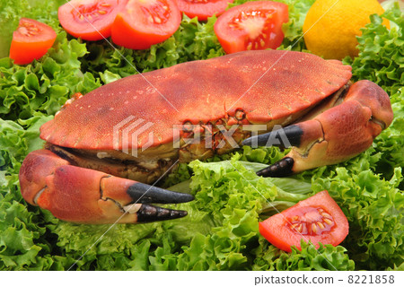 fresh cooked orkney crab on green salad 8221858