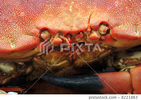 fresh cooked orkney crab 8221863