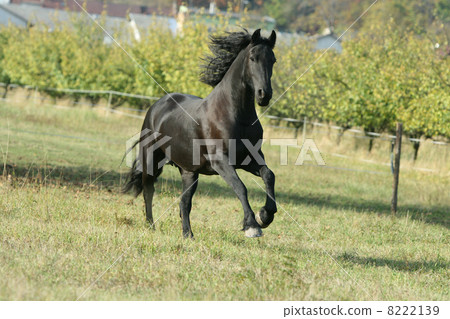 Running Friesian horse 8222139