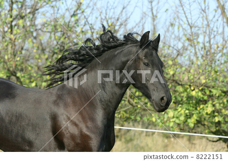 Portrait of running friesian mare Portrait of running friesian mare 8222151
