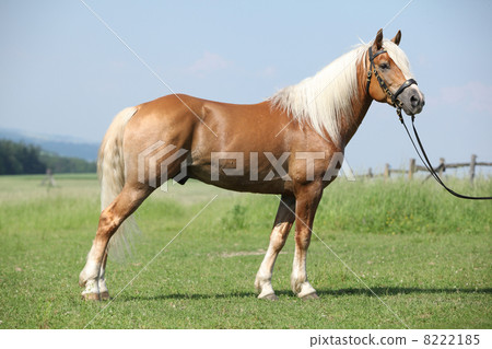 Haflinger stallion Haflinger stallion 8222185