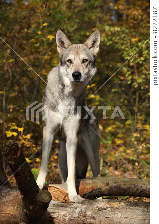 Saarloos Wolfhound Saarloos Wolfhound 8222187