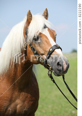 Portrait of Haflinger stallion Portrait of Haflinger stallion 8222190