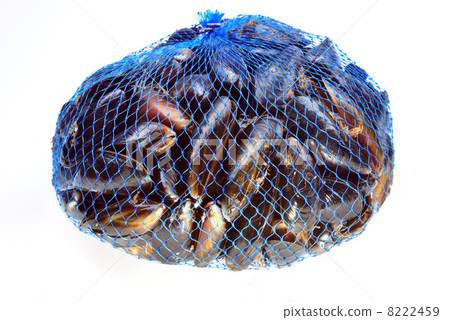 some fresh organic mussel in a blue net 8222459