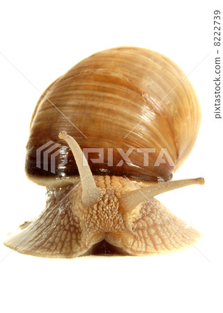 Snail from a breeding facility on a light background Snail from a breeding facility on a light background 8222739