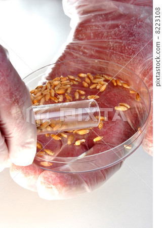 Triticale is a hybrid of wheat and rye 8223108