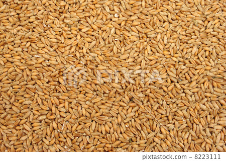 Triticale is a hybrid of wheat and rye 8223111
