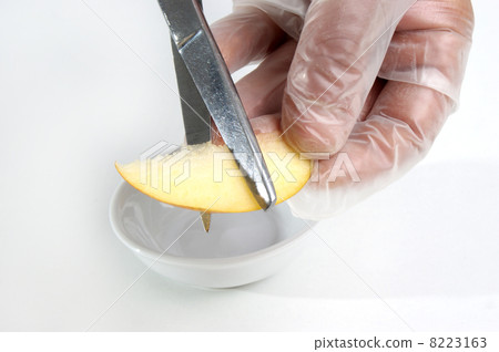 one piece of apple is being studied in the food laboratory one piece of apple is being studied in the food laboratory 8223163