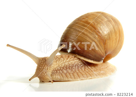 Snail from a breeding facility on a light background Snail from a breeding facility on a light background 8223214