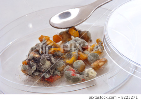 mold infested vegetables in a petri dish 8223271