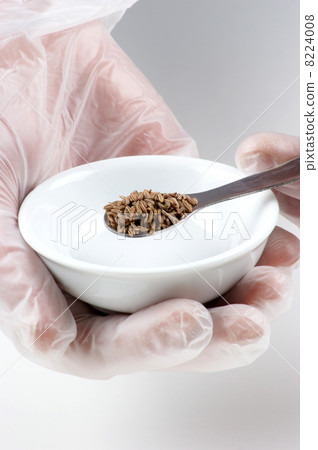 Caraway is examined in a food laboratory 8224008