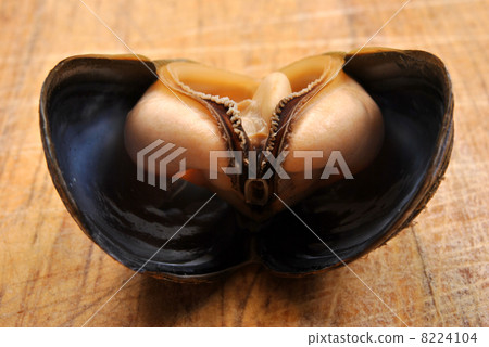 cooked and opened organic mussel ready to eat cooked and opened organic mussel ready to eat 8224104
