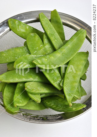 fresh organic mangetout, also known as sugar snap pea fresh organic mangetout, also known as sugar snap pea 8224237