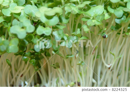 fresh cress is always usefull in the kitchen 8224325