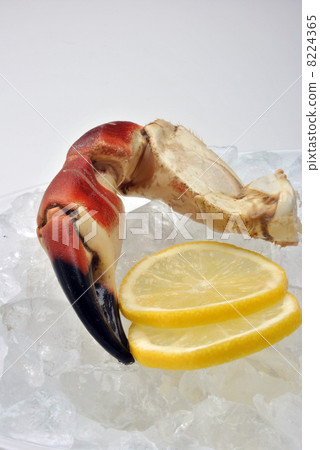 fresh organic crab claws on ice with lemon 8224365