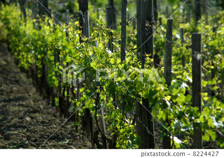 wineyard in may wineyard in may 8224427