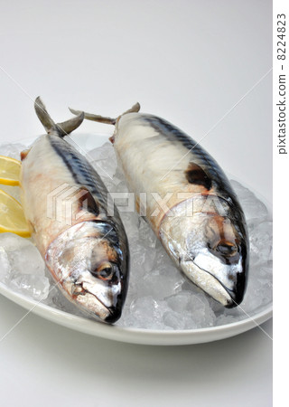 two mackerel on a white plate with ice 8224823