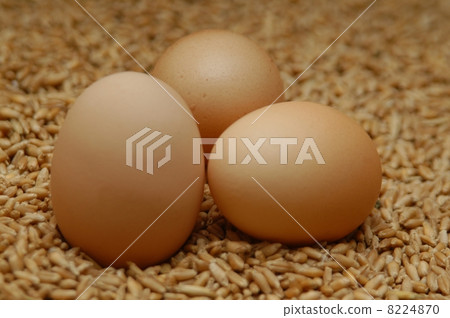 i love eggs 8224870