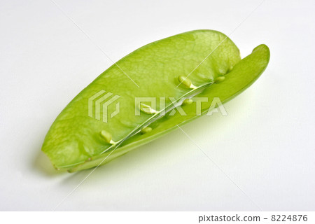 fresh organic mangetout, also known as sugar snap pea 8224876