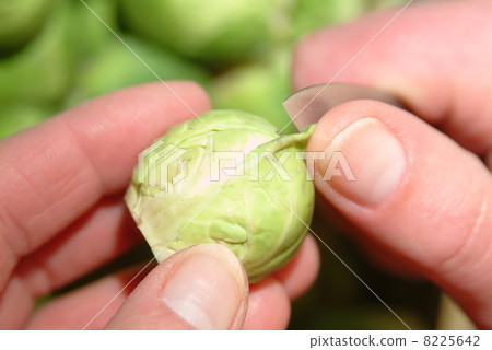 prepare brussel sprout prepare brussel sprout 8225642
