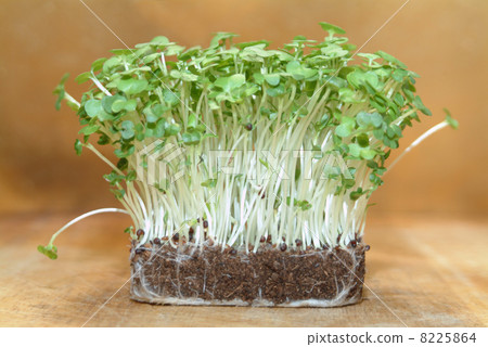 fresh cress is always usefull in the kitchen 8225864