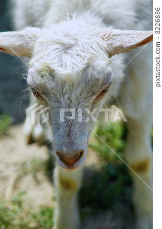 one young goat without horn on a field 8226886