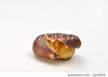 open organic sweet chestnut and white background 8226959