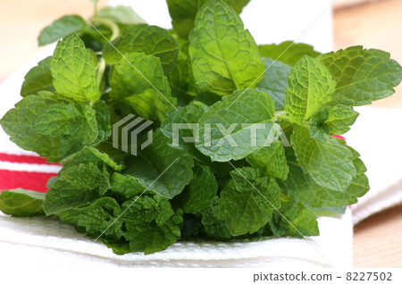 some fresh organic peppermint from the garden 8227502