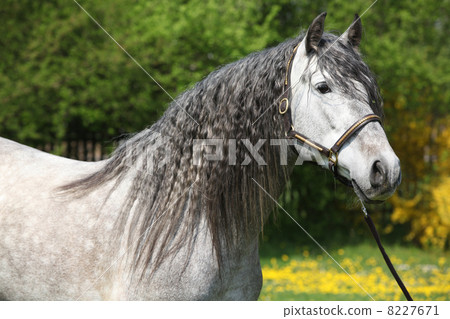 Carthusian Horse The Purest Line Of Pura Raza Espanola Carthusian Horse The Purest Line Of Pura Raza Espanola 8227671
