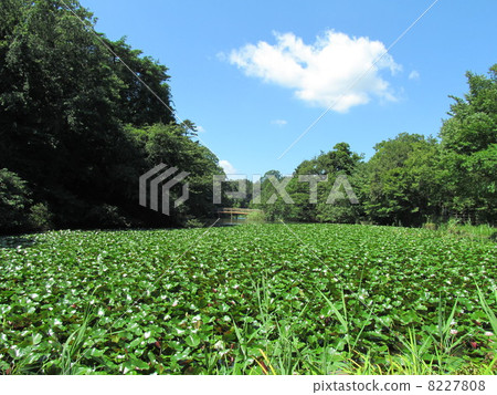 Shakujii Park in summer Sanba Temple Pond 8227808