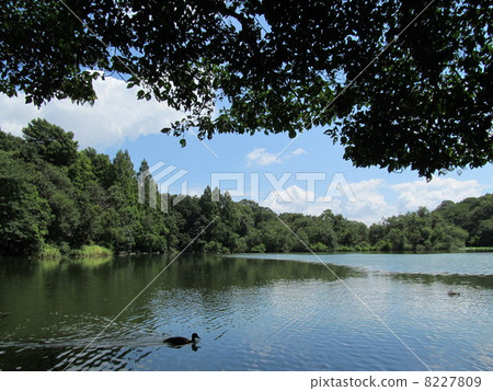 Shakujii公園，三埠寺和鴨子 8227809