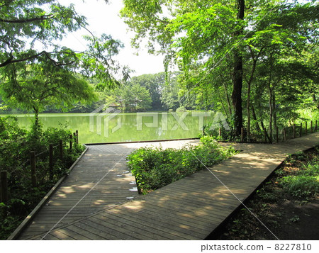 Shakujii Park on the banks of Sanbu-ji Temple 8227810