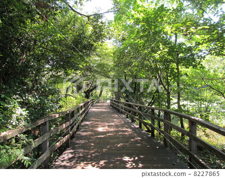 Shichijii Park's tree road 8227865