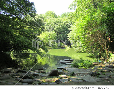 The University of Tokyo Sanshiro pond 8227872