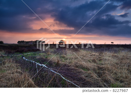 warm sunset over wild marshes warm sunset over wild marshes 8227987