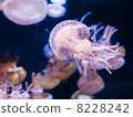 江之島海洋月亮3 8228242