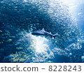 海洋冠軍1 8228243
