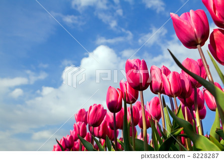pink tulips over blue sky 8228287