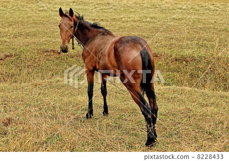Bay horse in the meadow 8228433