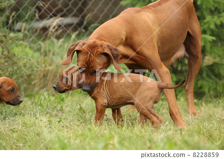 Rhodesian ridgeback bitch with puppy 8228859