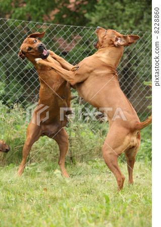 Rhodesian ridgeback bitch 8228860